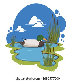 duck in a pond illustration