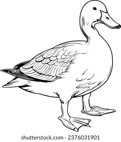 Duck Realistic Animal Hand Drawn Illustration Vector For Coloring Book