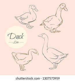 Duck. Set of vector hand drawn illustrations