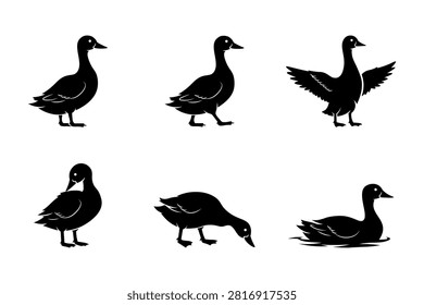 Duck Silhouette Collection with Standing, Walking, Swimming and Wing Flapping Poses