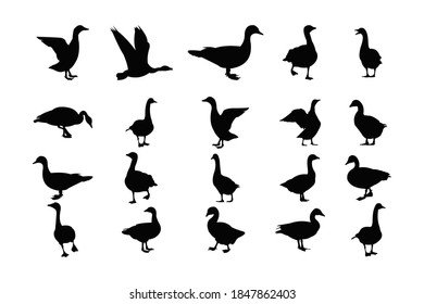 conjunto de vectores de icono de silueta de pato para logotipo