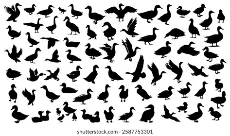 Duck Silhouette Set Collections Poultry Shadow