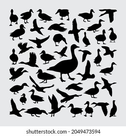 Duck Silhouette. A set of duck silhouettes