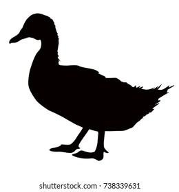 Duck silhouette,, vector illustration