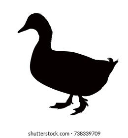 Duck silhouette,, vector illustration