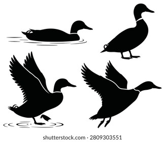 Duck Silhouettes On White Background Black And White Vector Illustration