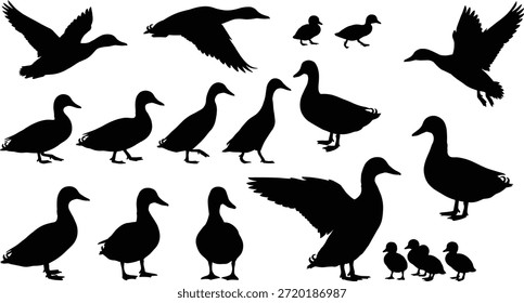 Ilustración vectorial de siluetas de pato, pato negro y patito posa sobre fondo blanco, diseño de animales salvajes, Clipart editable, caminar volando de pie, patitos agrupados, tema de la naturaleza, Gráficos para video de aves