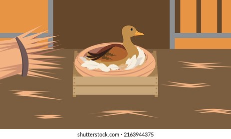 el pato se sienta en un nido