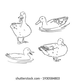 duck sketch vector illustration,isolated on white background,animals top view