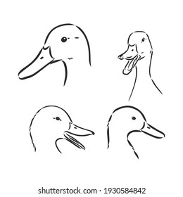 duck sketch vector illustration,isolated on white background,animals top view