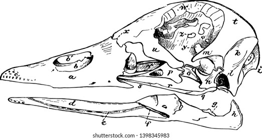 Duck Skull which vacuity between dentary and other pieces of the mandible vintage line drawing or engraving illustration.