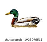 Duck from a splash of watercolor, colored drawing, realistic. Vector illustration of paints