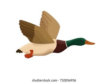 Duck From Swamp Isolated Icon In Cartoon Style, Flying Bird For Hunting Colorful Vector Illustration