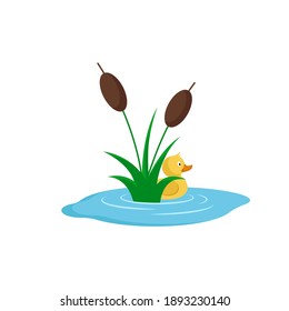 Duck swimming in the pond with reeds. Duckling cartoon character. Flat style. Vector illustration