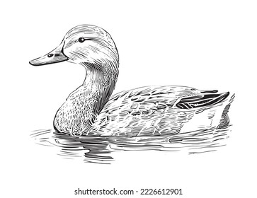 
Duck Swimming Sketch Hand Drawn Vector Illustration.