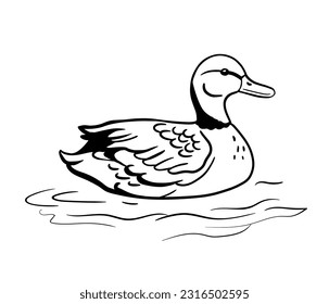 Duck is swimming in water. Vector line illustration pond bird isolated on white background. Monochrome sketch