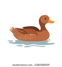 Duck swims on an isolated background. A brown duck swims on a transparent or white background. Drake for the design.