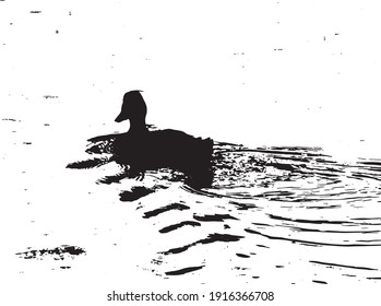 duck swims on the river surface
