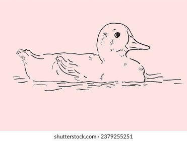A duck swims on water. Vector drawing, eps