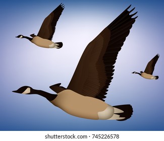duck teal graphic vector