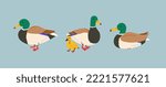 Duck in various poses stand, lie, swimming, walk. City birds concept. Drake with baby duckling. Hunting in the forest. All items are isolated. Goose set. Bird family
