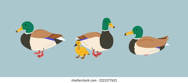 Duck in various poses stand, lie, swimming, walk. City birds concept. Drake with baby duckling. Hunting in the forest. All items are isolated. Goose set. Bird family
