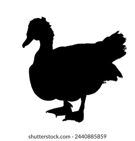 Duck vector black silhouette isolated on white background. Musky duck silhouette illustration. Shape duck shadow.