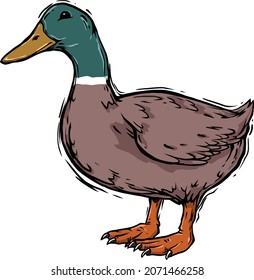 duck vector engraved handrawn illustration