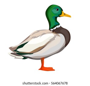 duck vector illustration 