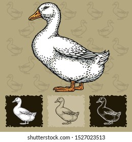 Duck. Vector illustration with refined details and optimized stroke that allows the image to be used in small sizes 