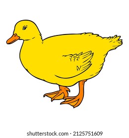 duck vector illustration,isolated on white background,top view