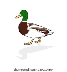 Duck vector walking on white background