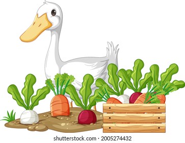 Duck with vegetable garden and wooden box isolated illustration