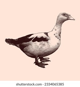 Duck vintage engraving illustration. Vector hen what standing side view. Farm animal sketch illustration. Hand drawn engraving style vector illustration.