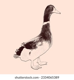 Duck vintage engraving illustration. Vector hen what standing side view. Farm animal sketch illustration. Hand drawn engraving style vector illustration.