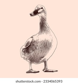 Duck vintage engraving illustration. Vector hen what standing side view. Farm animal sketch illustration. Hand drawn engraving style vector illustration.