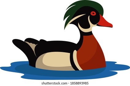 Duck in the water, illustration, vector on white background