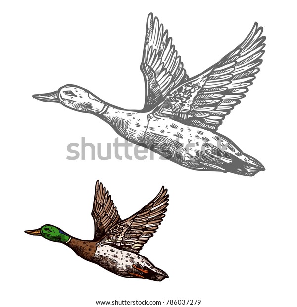 Duck Waterfowl Bird Isolated Sketch Wild Stock Vector (Royalty Free ...