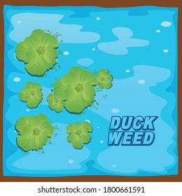 Duck weed with water vector