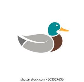 Duck. Wild bird on white background