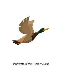 Duck wild bird vector isolated icon. Hunt fowl mallard or zoo flying duck bird