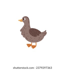 Duck wild or domesticated bird character, flat vector illustration isolated on white background. Duck bird icon or symbol for poultry and food packaging designs.