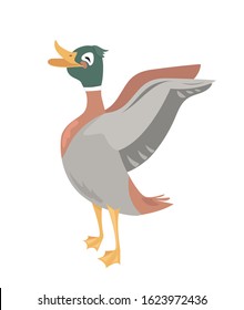 Duck with wings open with a white background