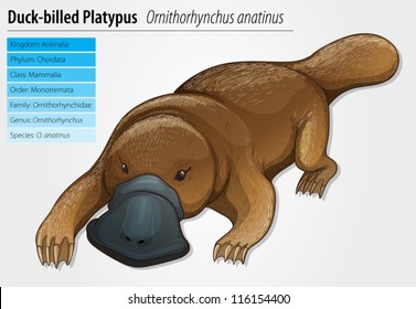 Duck-bill platypus - Ornithorhynchus anatinus