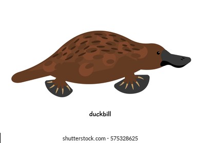 Duckbill -  small waterfowl mammal with  long flat nose