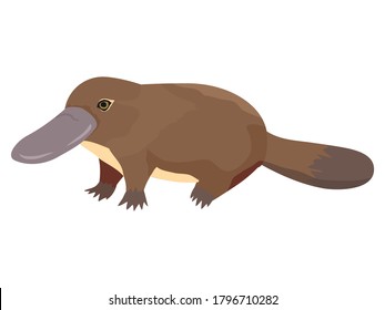 Duckplatypus. Seltenes australisches Tier. Vektorgrafik-Symbol im Cartoon-Stil einzeln auf Weiß für Kindererziehung.