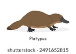 Duck-billed platypus vector illustration, cartoon clipart character, animal in flat style. Wild animals, wild creatures, wildlife concept. Cute platypus vector design isolated on white background