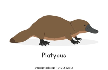 Duck-billed platypus vector illustration, cartoon clipart character, animal in flat style. Wild animals, wild creatures, wildlife concept. Cute platypus vector design isolated on white background