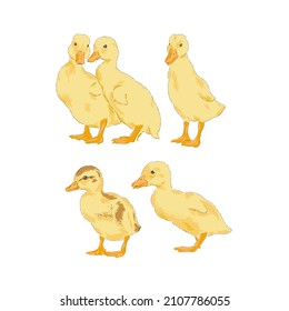 Duckling Baby duck farm bird hand drawn vector illustration set isolated on white. Vintage classic aesthetic print.