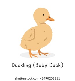 Ilustración vectorial de pato (baby duck). Lindo Clipart de dibujos animados de patito amarillo, animal en estilo plano. Concepto de animales de granja, agricultura rural. Diseño de Vector de pato bebé de aves de corral de ganado aislado en blanco